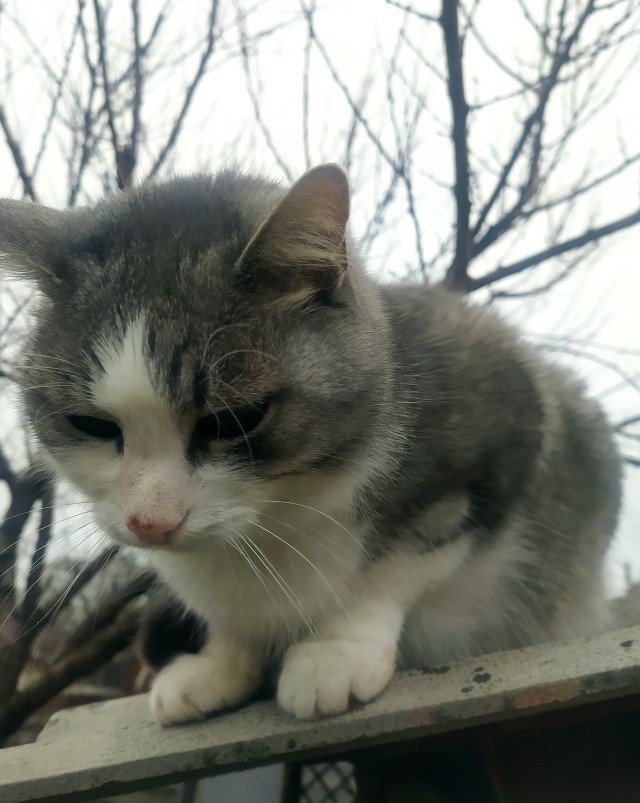 Подкинули такое мяучило