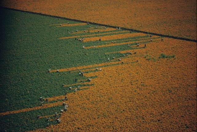 Фотоархив National Geographic: восторг и трепет в фотографиях со всего мира