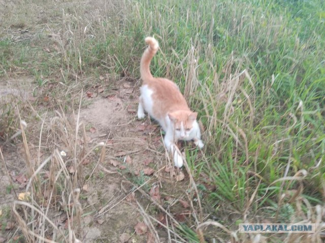 Жизнь домашнего приюта для котеек 464