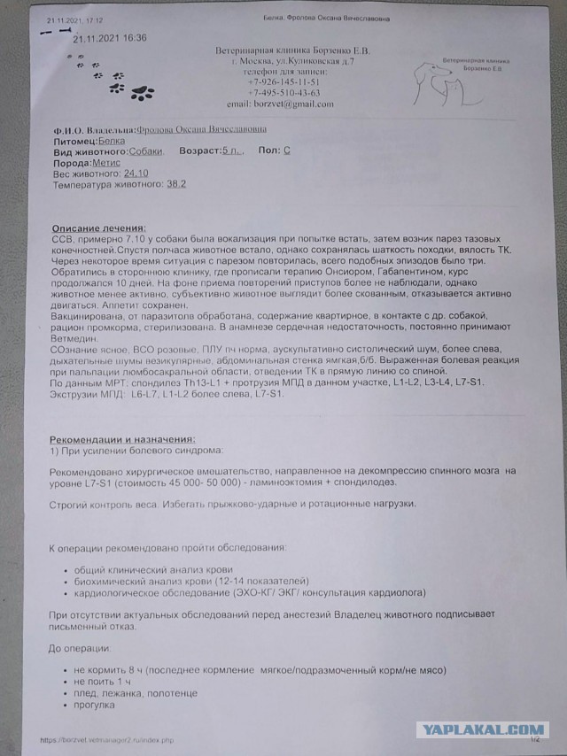Собакочетверг или как я стал приемным папой