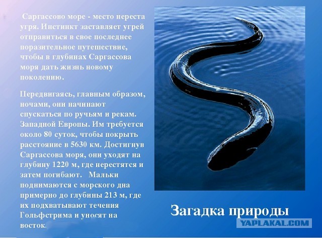 Почему самое большое море в мире не имеет берегов и зачем его стараются обходить стороной