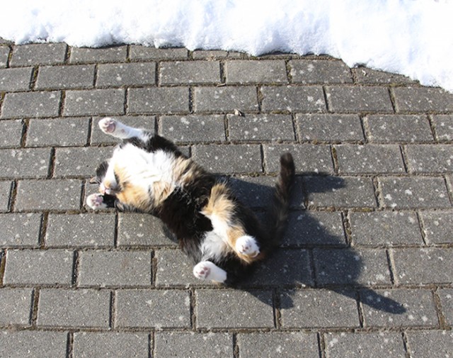 Котовторник  07.05.2013