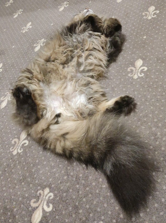 Отговорите взять Мей Куна.