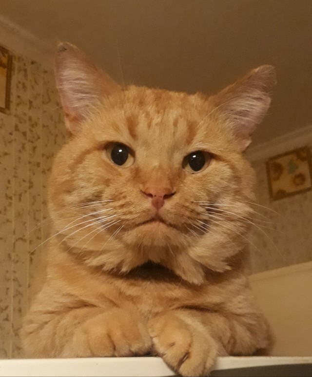 Россию сочли самой кошачьей страной мира