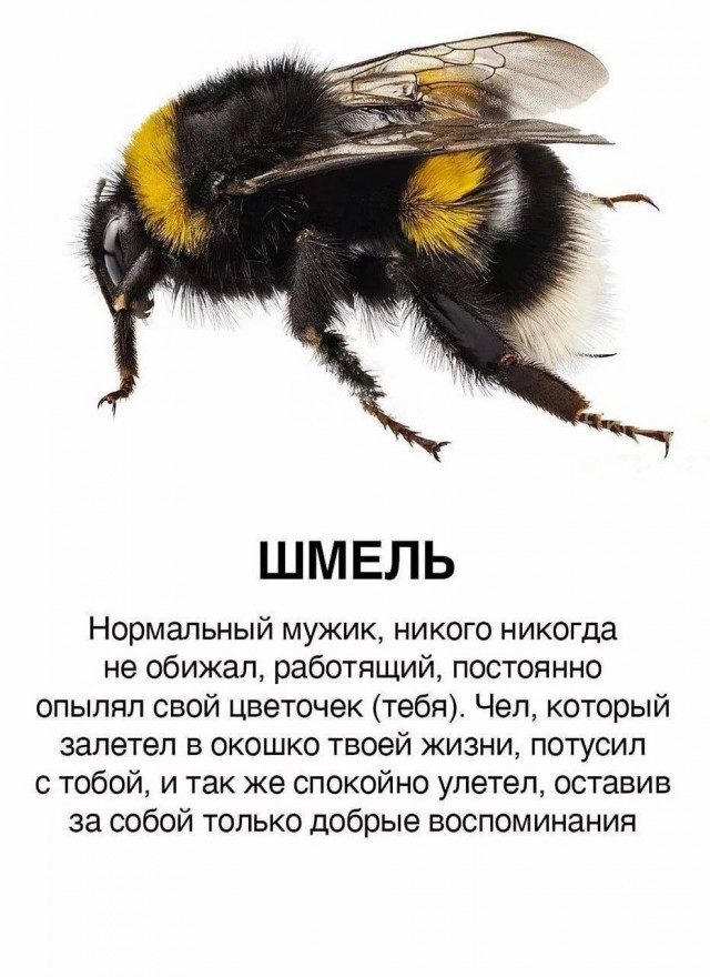 Юмор в картинках и без