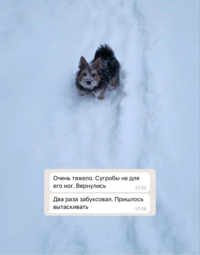 Чел подарил бате собакена и тот начал скидывать сыну истории обо всех их совместных приключениях