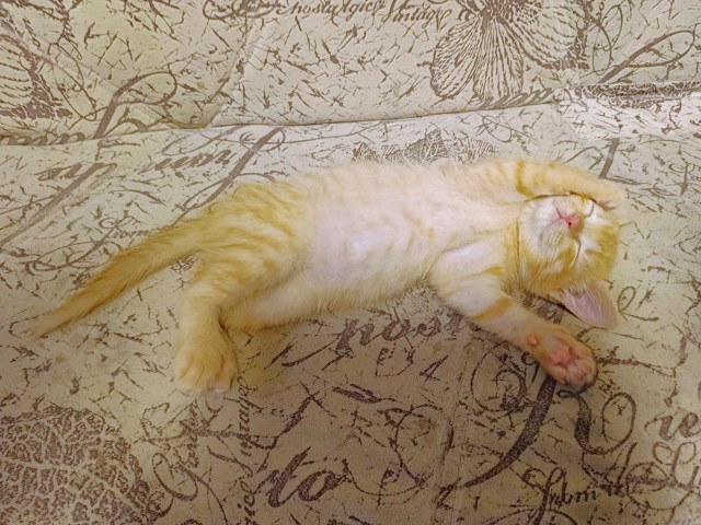 Котовторник