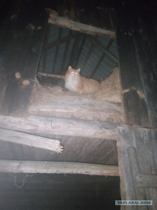 Жизнь домашнего приюта для котеек 532