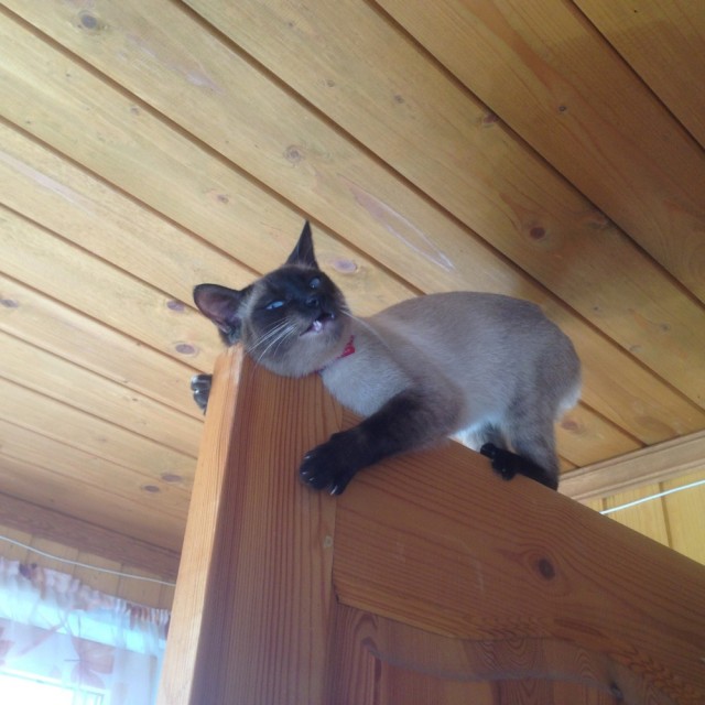 К котовторнику: подборка картинок-баянов с котиками и про котиков. Выпуск 4