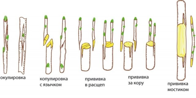 Кликнули бы Вольдемар — было бы не так обидно