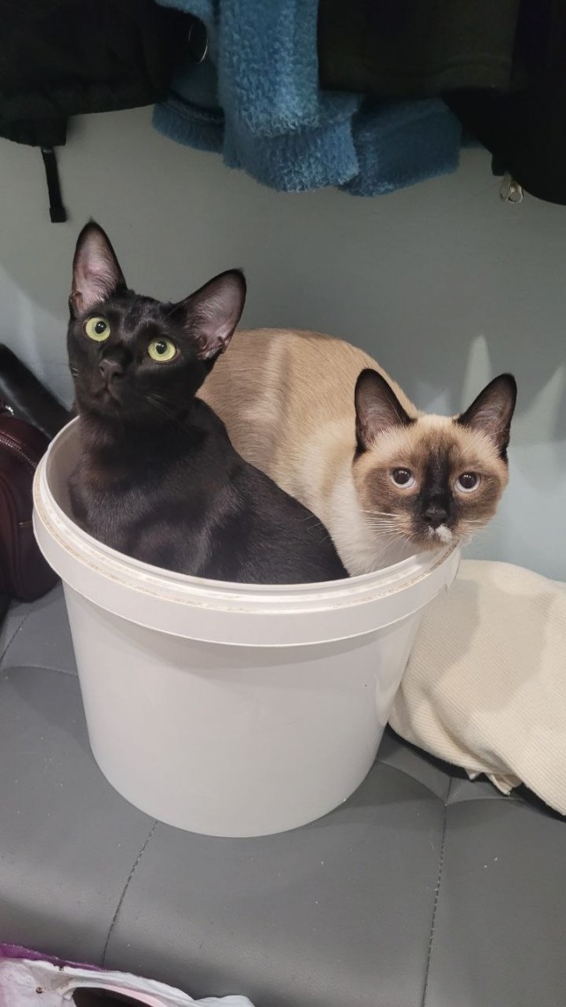 Котовторник