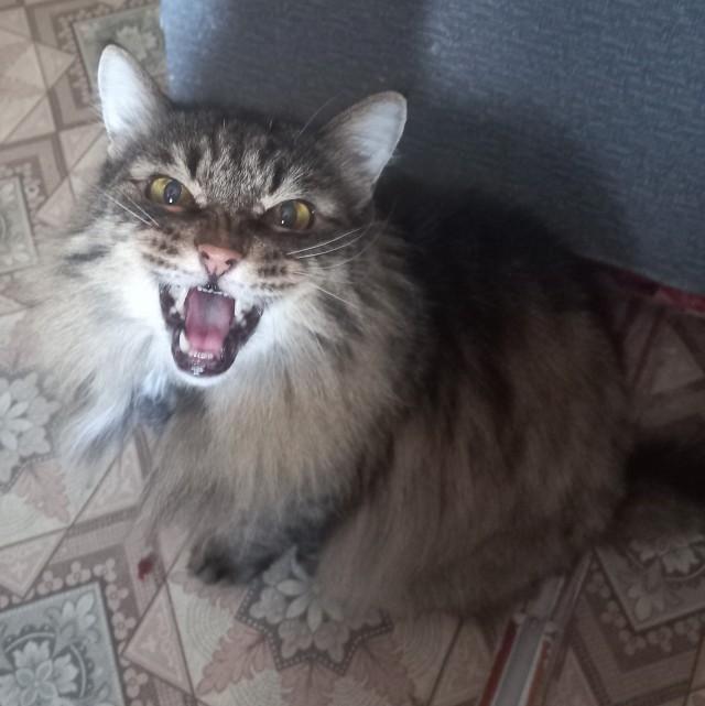 К котовторнику
