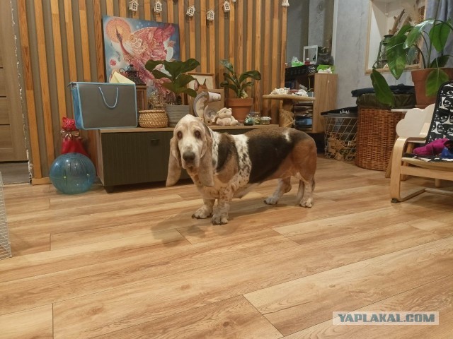 А у Даны д.р. Ей 11 лет..