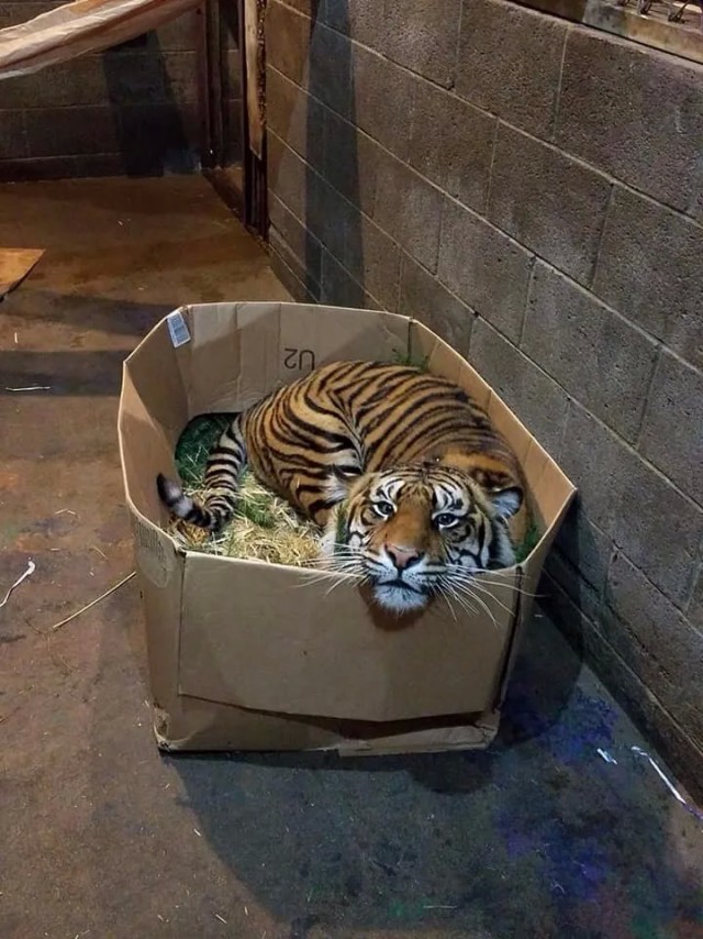 Коты любят коробки)