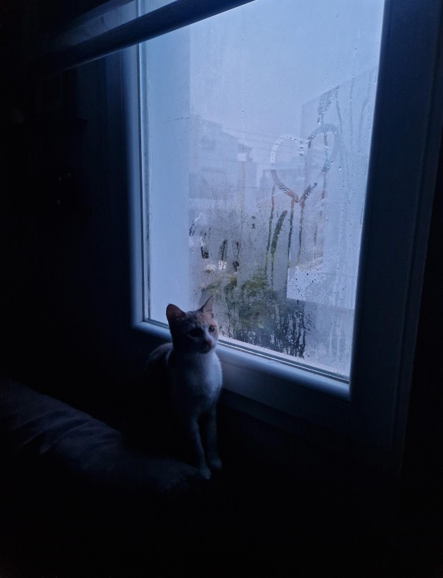 80 г => 3,1 кг (котовторник)