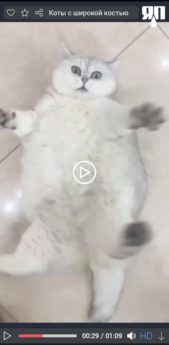 Коты с широкой костью