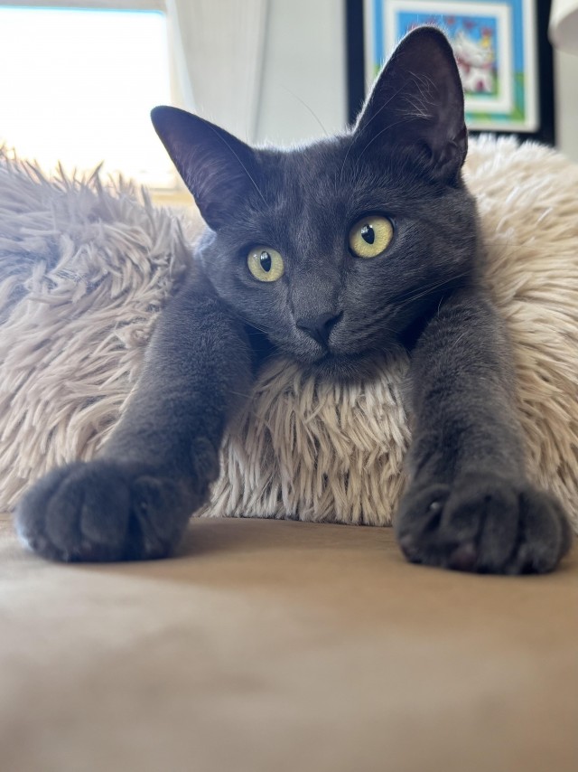 Рандомных фото котов тред