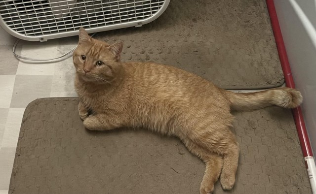 Выброшенный рыжий кот мëрз, пока его не впустили в дом