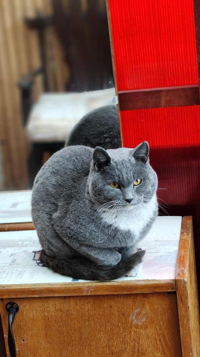 Котовторник же!