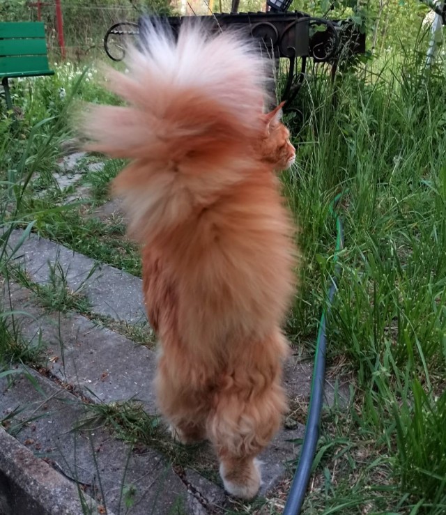 Котовторник сегодня