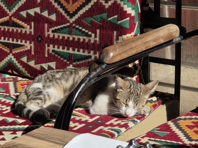 Уличные кошки Стамбула — 2
