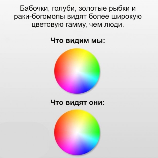 Нуштош. Ложная экзистенция (s6e1)