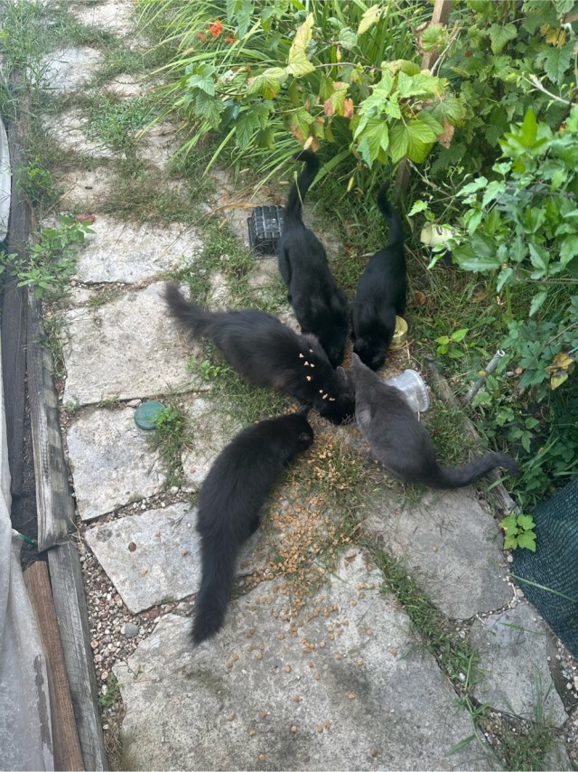 Котовторник же