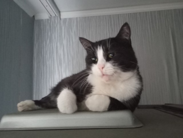 Объяснительная коту