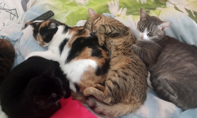 Котовторник 29.09.2026