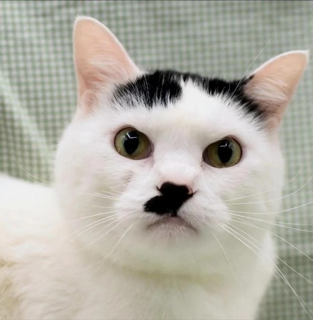 Котеек необычных псто