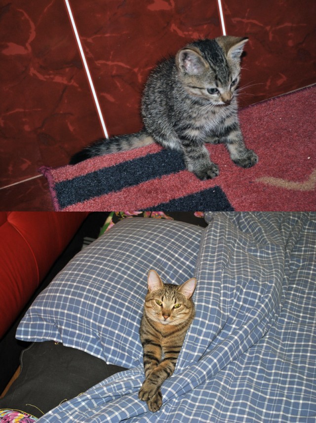 Коты и время