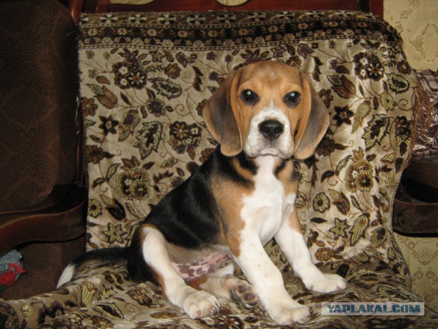 Собакочетверг на 02.01.2014