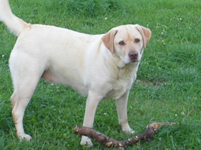 Золотые собаки