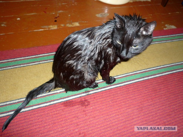 Сегодня мыли котов :3