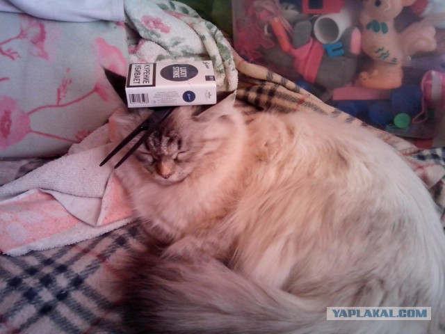 Котовторник 01.07.2014