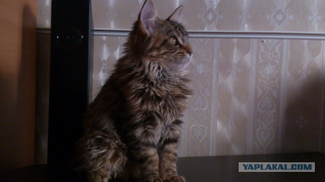 Мои мейн куны