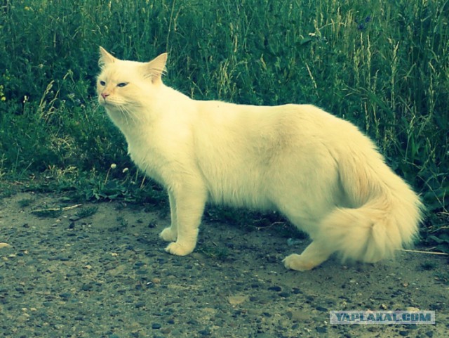 Мой пропавший Кот