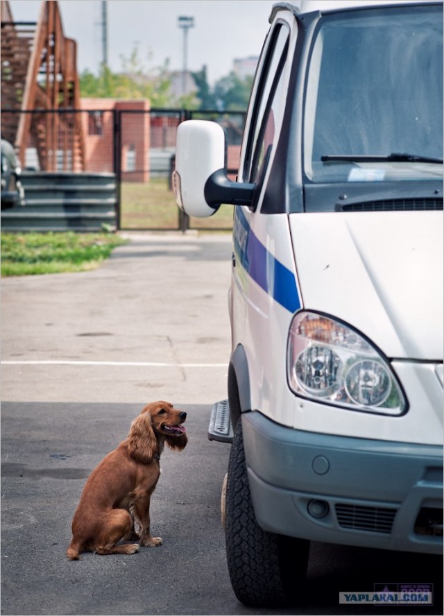 Центр кинологической службы Упр-ния на транспорте
