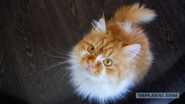 Котовторник