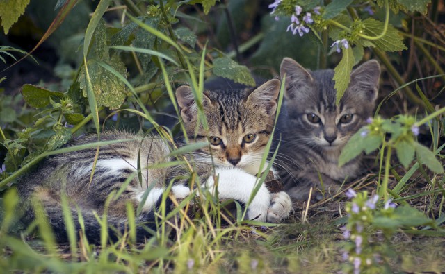 Котовторник 7.07.2015