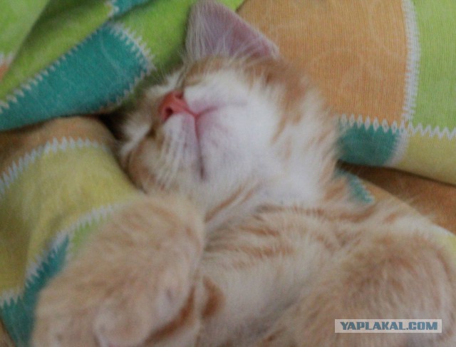 Котовторник 14.07.2015