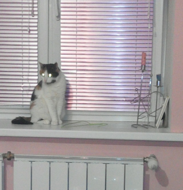 Котовторник 11.08.2015