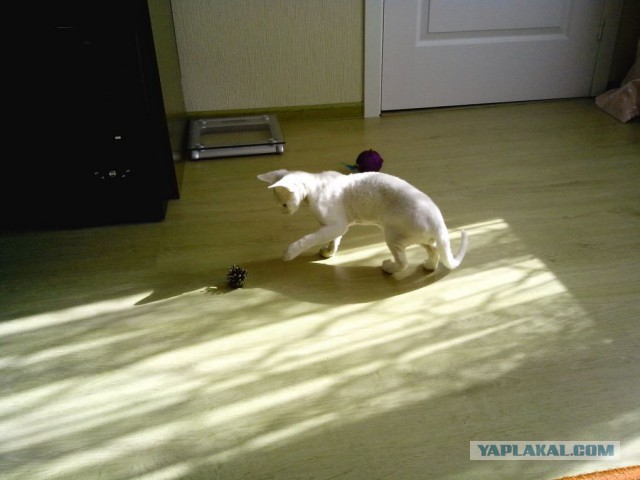 Котовторник