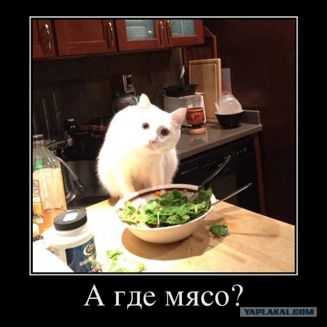 Прикольные коты
