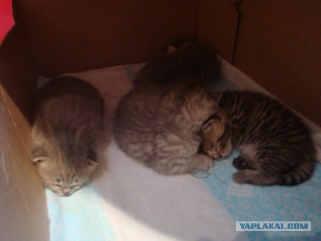 Котовторник 06.10.2015