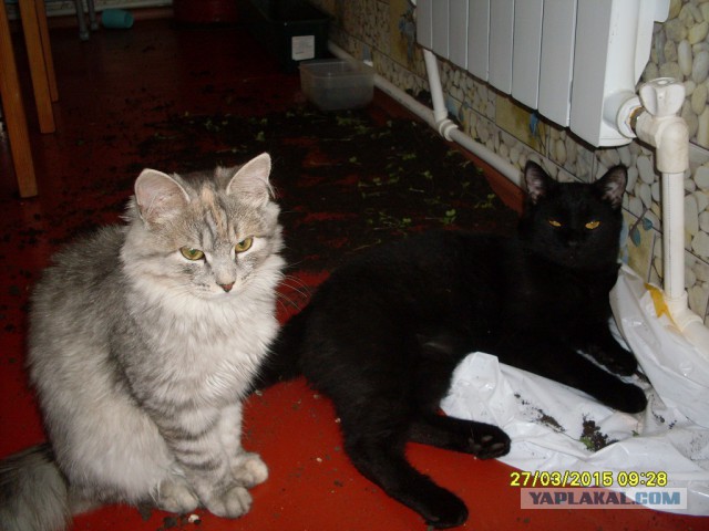 Котовторник 03.11.2015