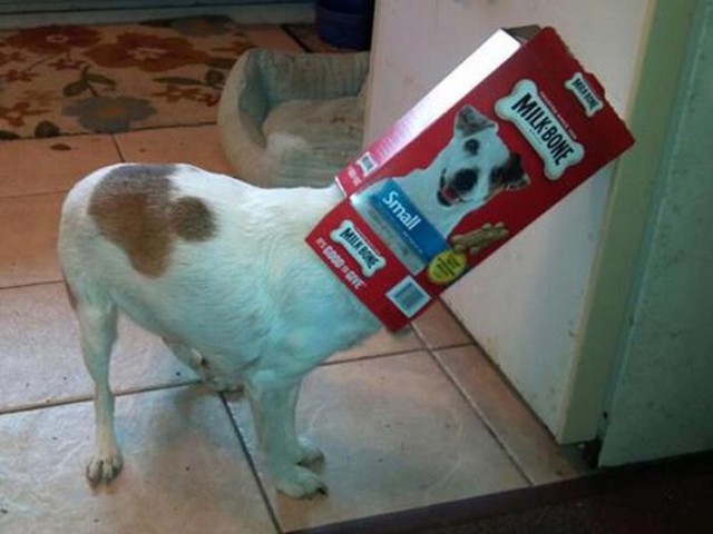 Собакочетверг же, ау!