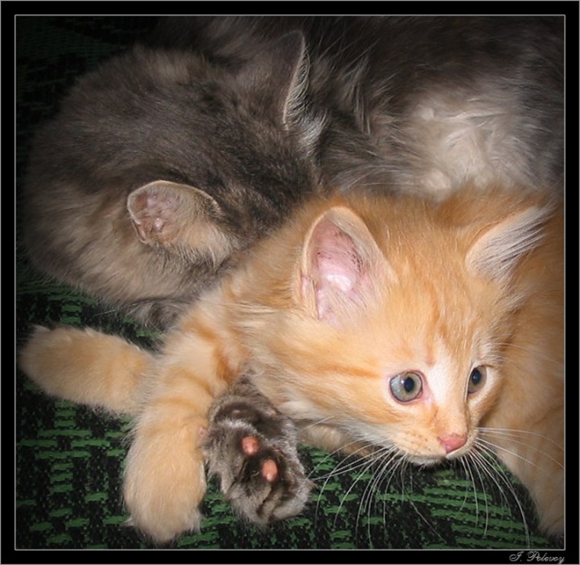 Коты, кошки, котята