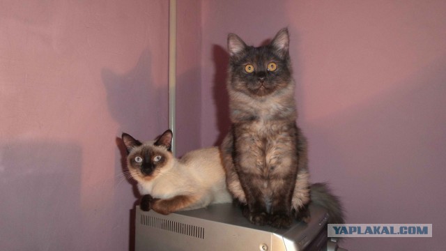 Котовторник