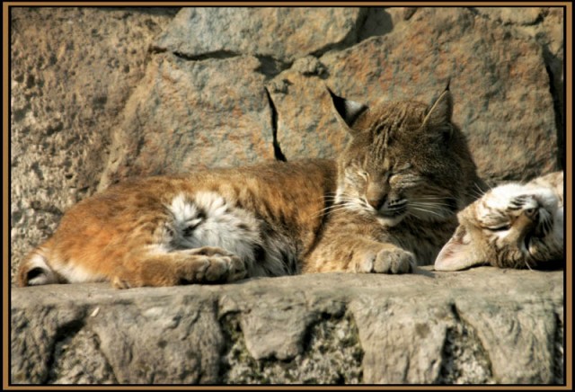 ДИКИЕ КОШКИ